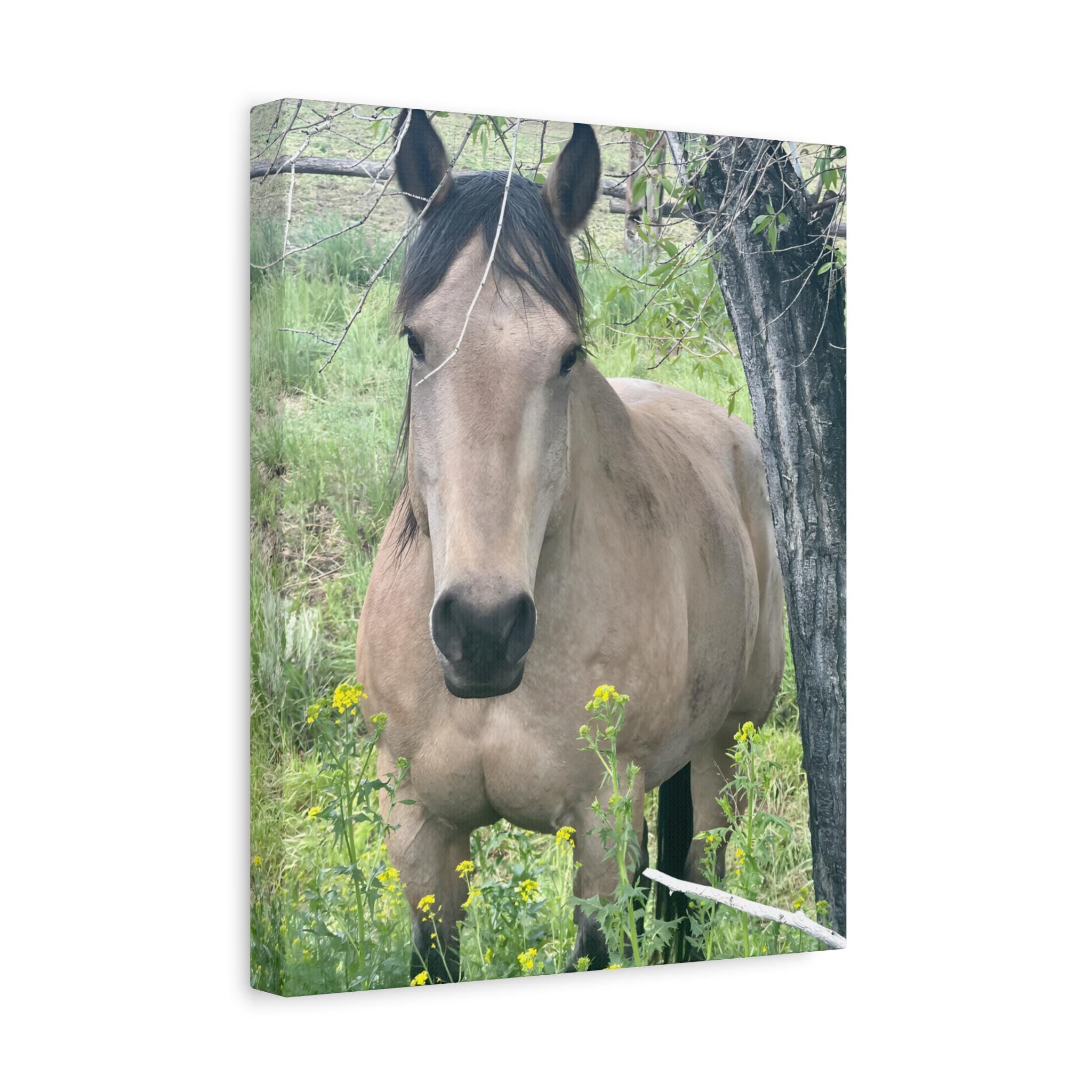 Original Montana Horse Photography Canvas, Buckskin Mare Wall Art -Razels