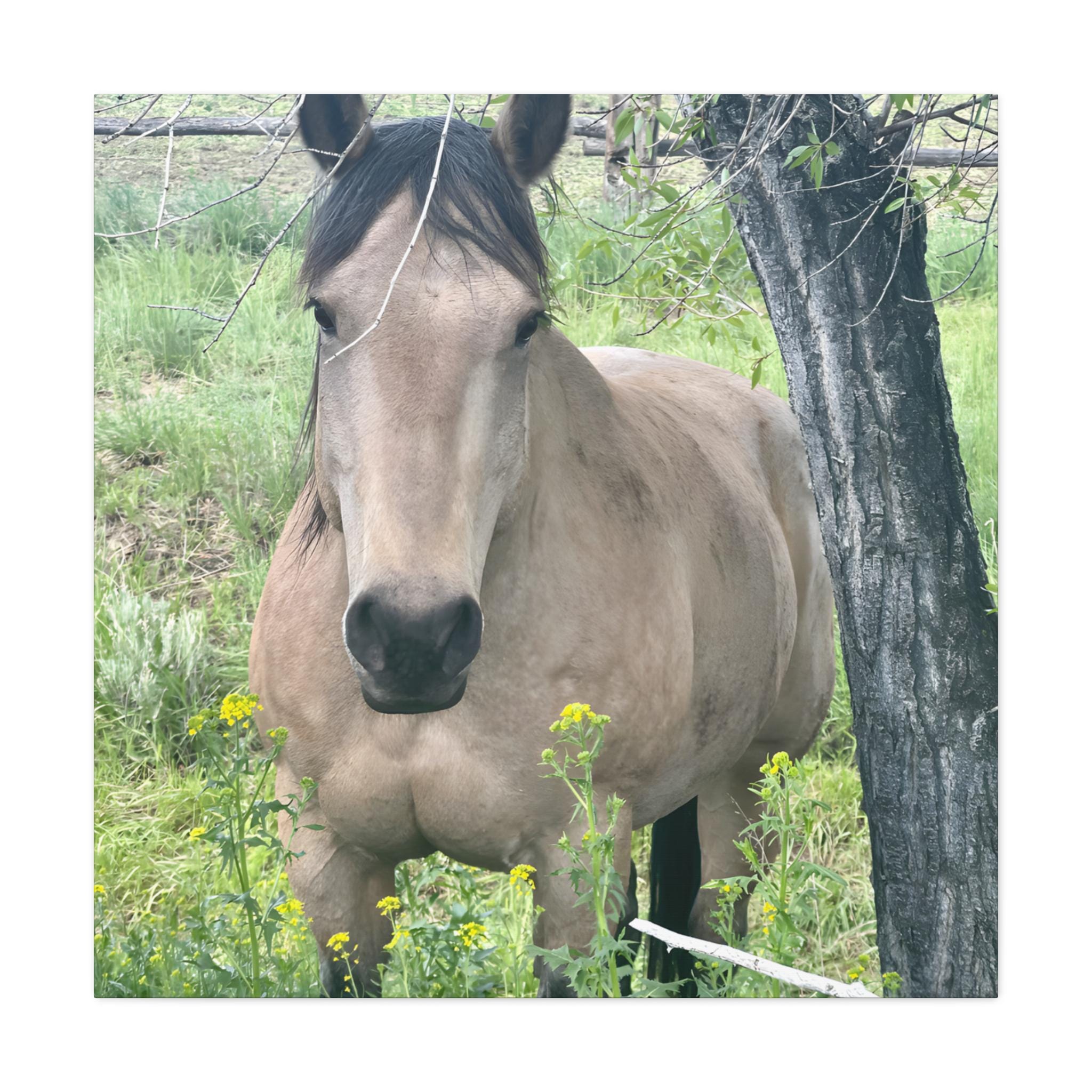 Original Montana Horse Photography Canvas, Buckskin Mare Wall Art -Razels