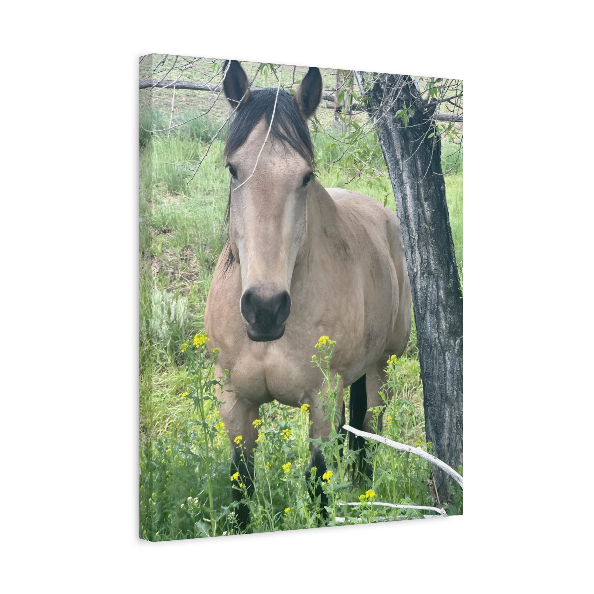 Original Montana Horse Photography Canvas, Buckskin Mare Wall Art -Razels