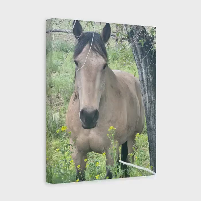 Buckskin Mare Canvas Print: Montana Horse Photography, Western Wall Art (16x24 inch